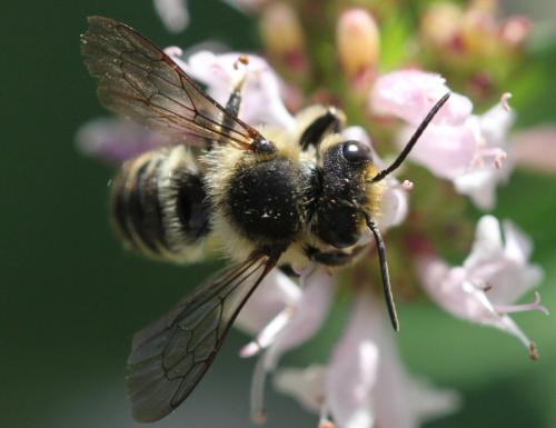 Réf. 209 696 : Megachile sp.